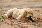 Golden Retriever Puppy