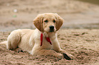 Golden Retriever Puppy