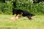 2 dogs