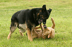2 dogs