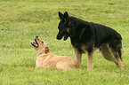 2 dogs