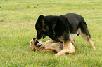 2 dogs