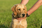 young Golden Retriever