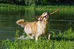 playing Golden Retriever