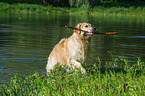 playing Golden Retriever