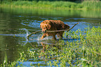 playing Golden Retriever