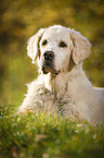 Golden Retriever Portrait