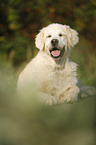 lying Golden Retriever