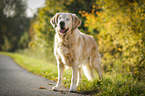 blind Golden Retriever