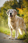 blind Golden Retriever