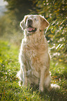 blind Golden Retriever