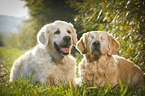 2 Golden Retriever