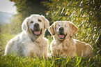 2 Golden Retriever