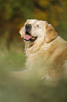blind Golden Retriever
