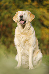 blind Golden Retriever