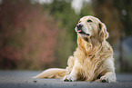 lying Golden Retriever