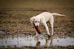 young Golden Retriever