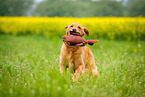 running Golden Retriever