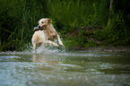retrieving Golden Retriever