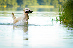retrieving Golden Retriever