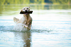 retrieving Golden Retriever