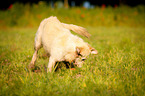 running Golden Retriever