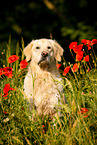 Golden Retriever Portrait