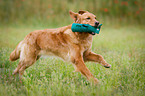 retrieving Golden Retriever