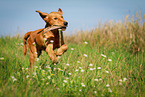 retrieving Golden Retriever