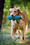 retrieving Golden Retriever