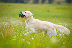 retrieving Golden Retriever