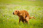 pooping Golden Retriever