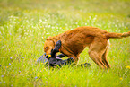 playing dogs