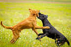 playing dogs