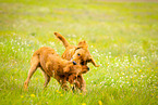 playing dogs