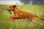 retrieving Golden Retriever