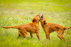 playing dogs