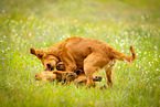 playing dogs
