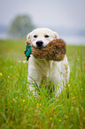 retrieving Golden Retriever