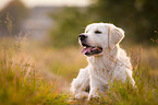 lying Golden Retriever