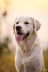 Golden Retriever Portrait