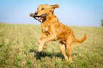 retrieving Golden Retriever