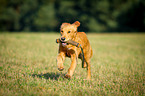 retrieving Golden Retriever