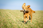 retrieving Golden Retriever