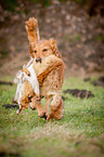 retrieving Golden Retriever