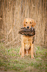 sitting Golden Retriever
