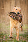 retrieving Golden Retriever