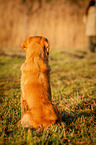 sitting Golden Retriever