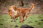 retrieving Golden Retriever