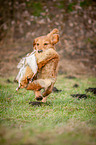 retrieving Golden Retriever